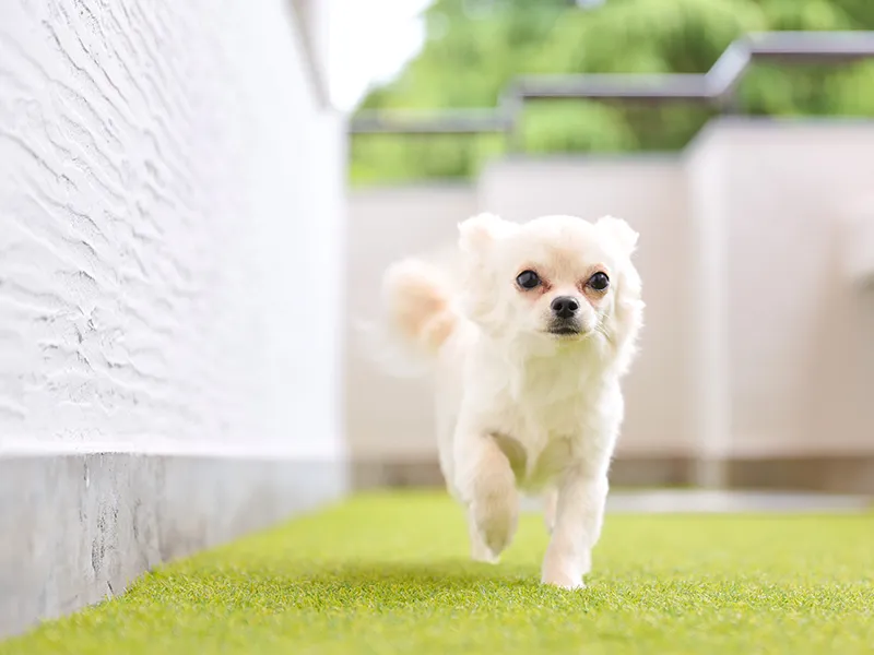 走る犬