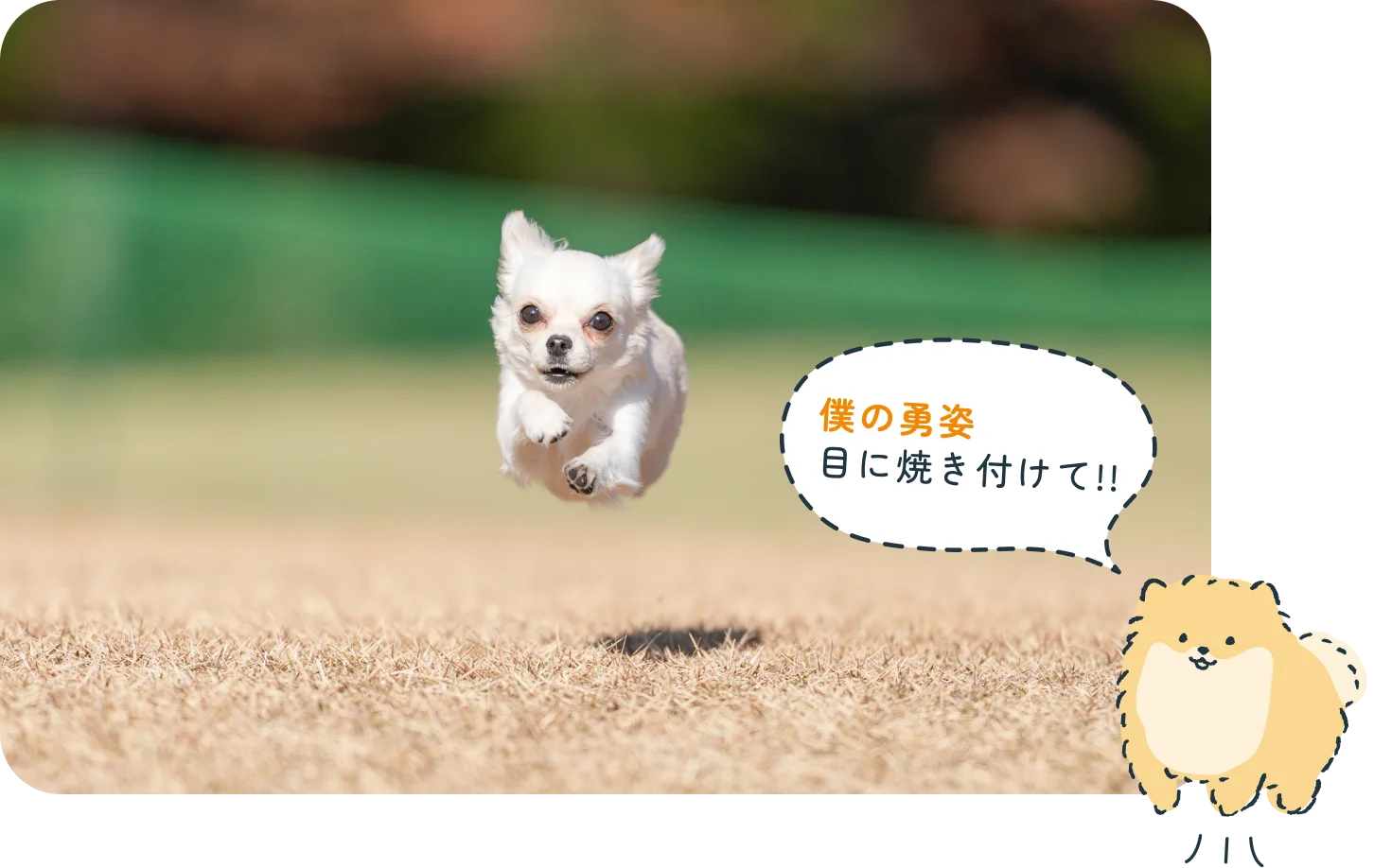 飛行犬撮影会