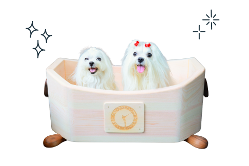 バスタブにわんこが2匹