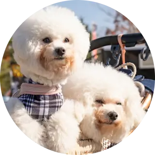 フワフワ犬の写真