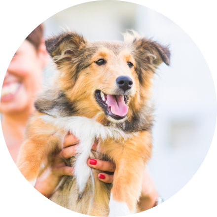 ワンちゃんを抱っこしている写真