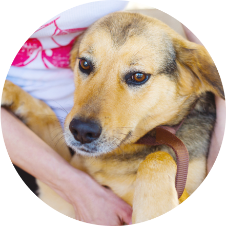 ワンちゃんの写真