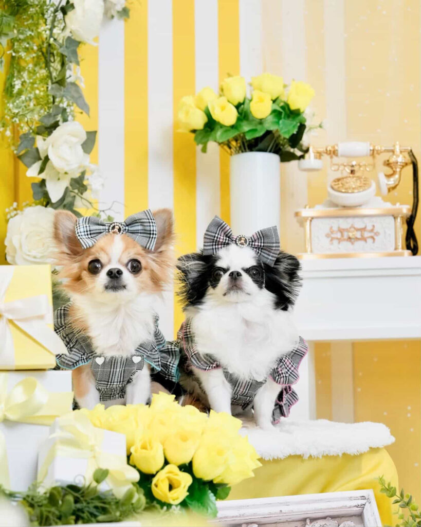 Snap oneのイメージ